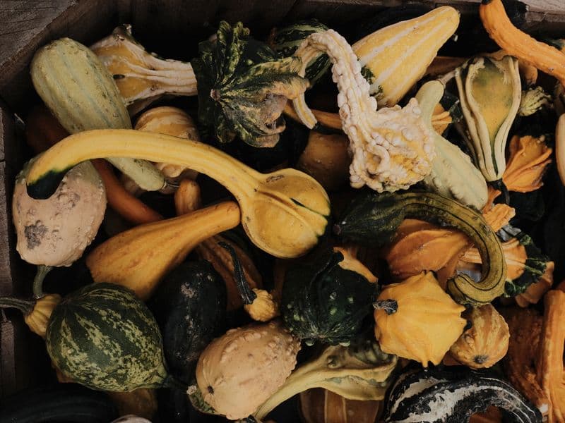Yellow squash, raw