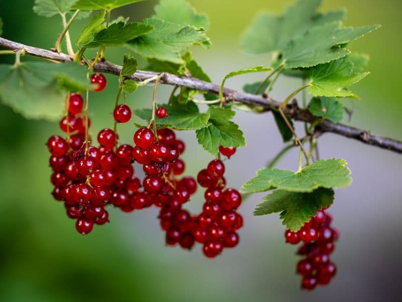 Zante currants, dried